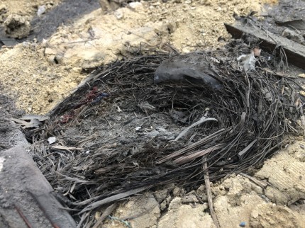 鳥の巣